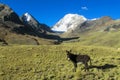 Balck donkey in the mountains Royalty Free Stock Photo