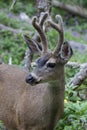 Balck-tailed Deer _MG_1815a Royalty Free Stock Photo