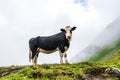 The black and white alpine cow on a field of  wildflowers meadow in the scenic of mountains pasture and clouds in the Alps Royalty Free Stock Photo