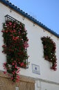 Balconies filled with flowers in spring, CÃÂ³rdoba, Spain Royalty Free Stock Photo