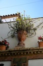 Balconies filled with flowers in spring, CÃÂ³rdoba, Spain Royalty Free Stock Photo
