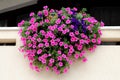 Balcony basket full of pink and dark violet Petunia flowers