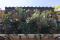 Balcony with Beautiful Overgrown Plants and Flowers at a French Quarter Home in New Orleans Royalty Free Stock Photo