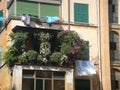 Balcony covered by the vegetation in the district Garbatella to Rome in Italy.