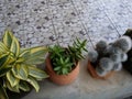 balcony decoration with cactus bonsai plants in clay pot