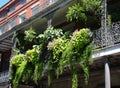 Balcony Fern Garden Royalty Free Stock Photo