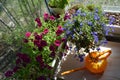 Balcony floriculture. Blooming pink petunias in a plant box and a luxurious blue lobelia in a flower pot and watering can