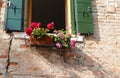 Balcony with flower pots geraniums blooming in spring