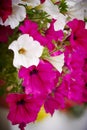 Balcony flowers Royalty Free Stock Photo