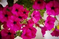 Balcony flowers