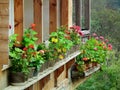 Balcony with flowers in Masouleh or Masuleh , Gilan , Iran