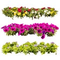 Balcony flowers in rows Royalty Free Stock Photo