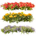 Balcony flowers in rows Royalty Free Stock Photo