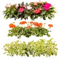 Balcony flowers in rows Royalty Free Stock Photo