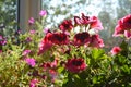 Balcony gardening with blooming plants. Bright pink flowers of pelargonium grandiflorum in sunny day Royalty Free Stock Photo