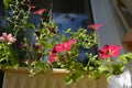 Balcony gardening. Different petunia flowers grow in container Royalty Free Stock Photo