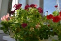 Balcony gardening. Different petunia flowers grow in containers. Home greening Royalty Free Stock Photo