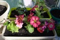 Balcony gardening with flowers in pots and planters. Beautiful petunias grow in box in small garden. Royalty Free Stock Photo