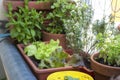 Balcony gardening fresh and organic vegetables