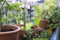 Balcony gardening fresh and organic vegetables