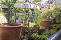 Balcony gardening fresh and organic vegetables