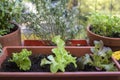 Balcony gardening fresh and organic vegetables