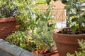 Balcony gardening fresh and organic vegetables