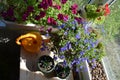 Balcony gardening. Top view on petunia, lobelia flowers, aloe in flower pots and orange watering can Royalty Free Stock Photo