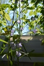 Balcony greening. Beautiful view on violet flowers of campanula persicifolia among green leaves of other plants