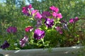 Balcony greening with bright petunia flowers. Popular plants in small urban garden Royalty Free Stock Photo