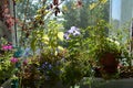 Balcony greening with different plants. Petunia, lobelia, cobaea, nettle, platycodon with violet flowers, bacopa grow in pots Royalty Free Stock Photo