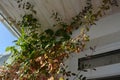 Balcony greening with thunbergia and cobaea. Climbed plants in vertical garden