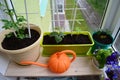 Balcony greening. Urban small garden with potted plants and bright orange watering can