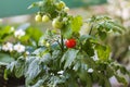 Balcony plant - cherry tomato. Small tomato fruits on a bush