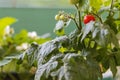 Balcony plant - cherry tomato. Small tomato fruits on a bush