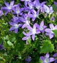 Balcony plants - balloon flower