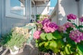 Balcony plants, beautiful different colored flowers, blu sky Royalty Free Stock Photo