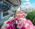 Balcony plants, beautiful different colored flowers, blu sky Royalty Free Stock Photo