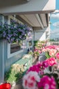 Balcony plants, beautiful different colored flowers, blu sky