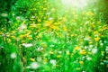 Balcony plants, beautiful different colored flowers, blu sky Royalty Free Stock Photo