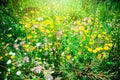 Balcony plants, beautiful different colored flowers, blu sky Royalty Free Stock Photo