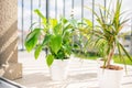 Balcony plants in white pots at sunny summer day with water drops