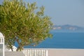 Balcony with a view overlooking caldera of Santorini island, Greece. Olive tree