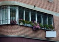 Balcony windows with autumn flowers Royalty Free Stock Photo