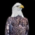 Bald American Eagle on black backround Royalty Free Stock Photo