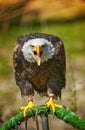 Bald american eagle screaming in a zoo Royalty Free Stock Photo