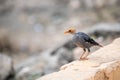 A bald Bank Myna