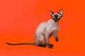 Bald cat Royalty Free Stock Photo