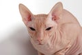 Bald cat Royalty Free Stock Photo