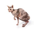 Bald cat Royalty Free Stock Photo